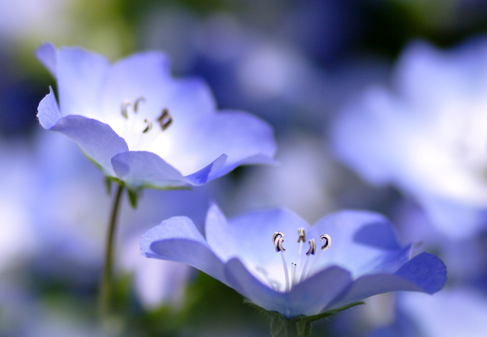 ブルーの可憐な花びらが魅力