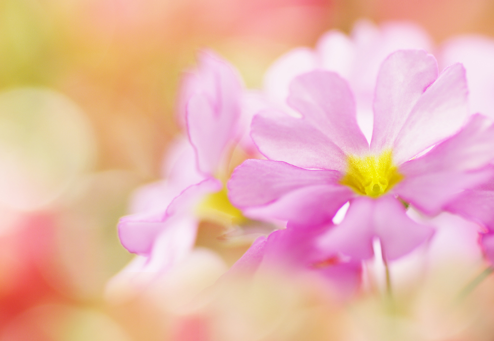 光が花びらを透過し花の繊細さを演出