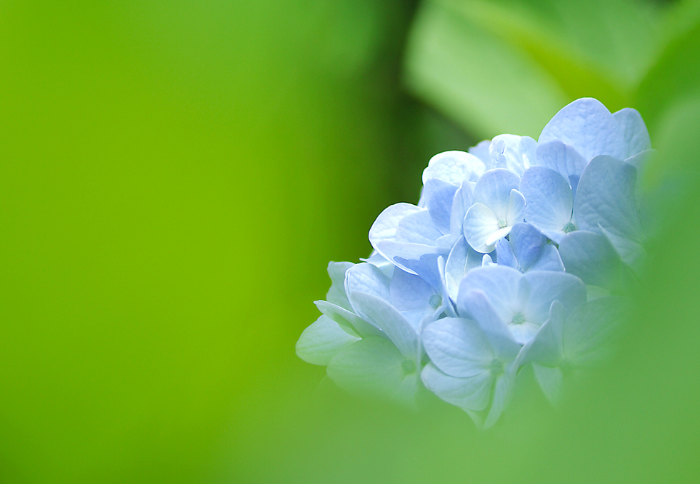 葉っぱの隙間からのぞかせるブルーの紫陽花