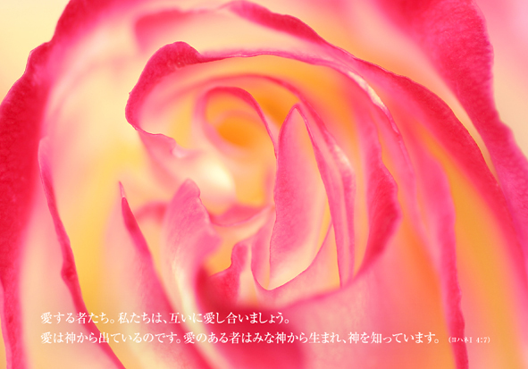 2色の薔薇拡大