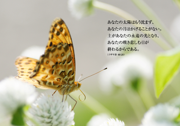 ツジグロヒョウモン拡大