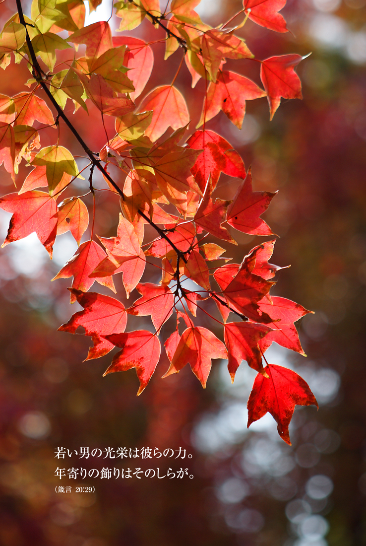 紅葉